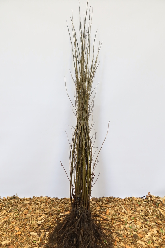 Tuinplant.nl Witte abeel