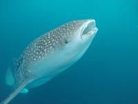 Cruise Ombak Putih en Katharina Papua's Whale Sharks & Birds of Paradise - Indonesië - Papua