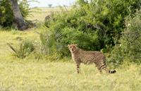 dagboekreizen.nl Individuele rondreis Kenia