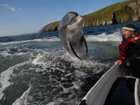 bbi-travel Dolfijnen boottrip vanuit Dingle