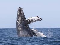 bbi-travel Whale Watching vanuit Holmavik/Westfjords