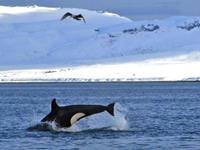 bbi-travel Orkas & walvissen excursie vanuit Olafsvik & Grundarfjörður