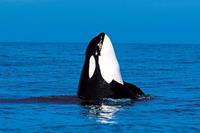 bbi-travel Orcas & Whales vanuit Victoria