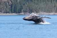 bbi-travel Whale Watch Plus vanuit Tofino