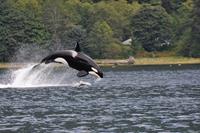 bbi-travel Whale Watching & Wildlife Tours vanuit Campbell River