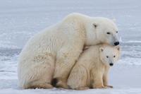 bbi-travel IJsberen spotten in Churchill, 6 dagen