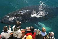 BBI-Travel Whale Watching vanuit Dalvik