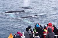BBI-Travel Whale Watching vanuit Akureyri