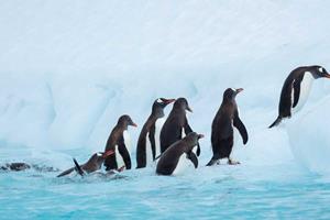 2024/25 12-Daagse expeditie Antarctica, Hoogtepunten van het bevroren continent