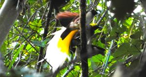 Merapi.nl Bouwsteen 4 dagen jungle en vogels bij Sorong - Indonesië - Papua - Klasow