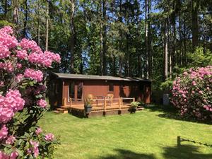 Heerlijkehuisjes.nl Knus 4 persoons chalet met terras in het bos bij Lochem - Nederland - Europa - Lochem