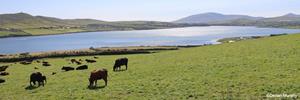 HouseOfBritain.nl Luxe charme in Ierland - Ierland - Ierland: zuidwesten