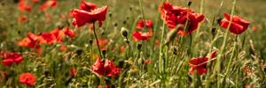 HouseOfBritain.nl Fietsen in de Yorkshire Wolds - Engeland - Engeland: noorden
