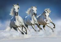 Fotobehang Arabian Horses