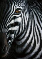 Jutta Plath - Zebra I Kunstdruck 60x80cm