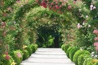 PAPERMOON Fototapete Rose Arch Garden, Vlies, in verschiedenen Größen