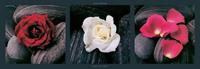 Laurent Pinsard - Roses on stones Kunstdruk 95x33cm