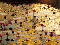 Bruno Baumann - Lotus Pond Kunstdruck 80x60cm