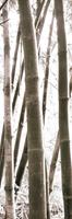 Douglas Yan - Bamboo Grove IV Kunstdruk 30x91cm