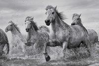 Camargue Horses Poster 91,5x61cm