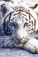 White Tiger Poster 61x91,5cm