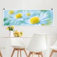 Panorama Poster Blumen Daisy