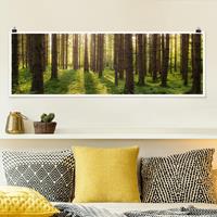 Klebefieber Panorama Poster Wald Sonnenstrahlen in grünem Wald