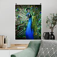 Klebefieber Poster Tiere Edler Pfau