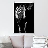 Klebefieber Poster Tiere Pferd vor Schwarz