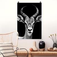 Klebefieber Poster Tiere Impala Antilope schwarz-weiß
