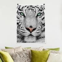 Klebefieber Poster Tiere Weißer Tiger
