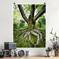 Klebefieber Poster Wald Alter Baum