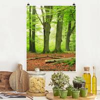 Klebefieber Poster Wald Mighty Beech Trees