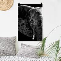 Klebefieber Poster Tiere Afrikanischer Elefant schwarz-weiß