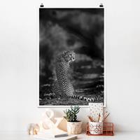 Klebefieber Poster Tiere Gepard in der Wildness