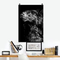 Klebefieber Poster Tiere Bär vor Schwarz