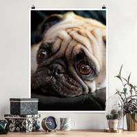 Klebefieber Poster Tiere Nachdenklicher Mops