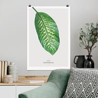 Klebefieber Poster Blumen Tropisches Blatt Dieffenbachie