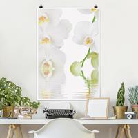 Klebefieber Poster Blumen Wellness Orchidee - Weiße Orchidee