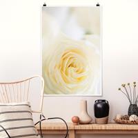 Klebefieber Poster Blumen White Rose