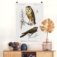 Klebefieber Poster Vintage Lehrtafel Kauz und Schwalbe