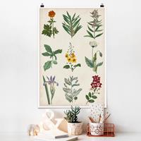 Klebefieber Poster Blumen Botanische Schautafel II
