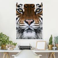 Klebefieber Poster Tiere Tiger Eyes