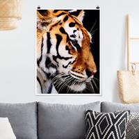 Klebefieber Poster Tiere Tiger Schönheit