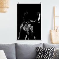 Klebefieber Poster Tiere Bulle vor Schwarz
