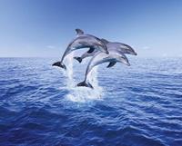 Pyramid Dolphin Trio Poster 50x40cm