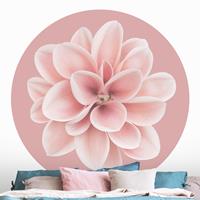 Klebefieber Runde Tapete selbstklebend Dahlie auf Blush Rosa