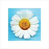 Big Daisy Kunstdruk 40x40cm