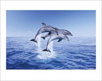 Dolphin Trio Kunstdruk 40x50cm