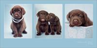 Rachael Hale Chocolate Treat Kunstdruk 50x100cm